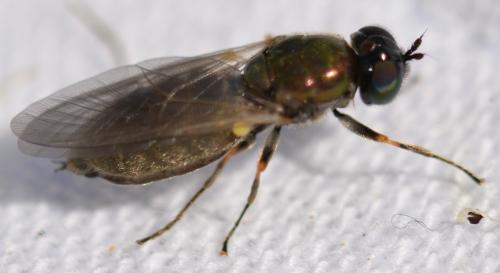 Chloromyia formosa